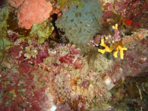 Spot the Fish!?